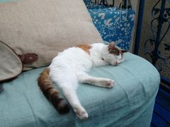 -Sirena海妖日咖夜酒