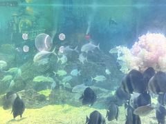 -烟台海昌鲸鲨海洋公园