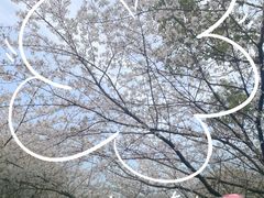 -高东镇樱花园