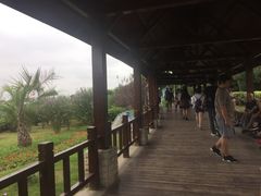 -碧海金沙