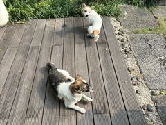 -黛瓦里·花园飨宴