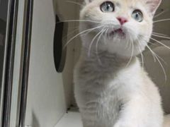 -东方名猫馆·英短金渐层布偶猫舍(环线广场1号楼店)