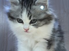 -爪爪喵星球·猫舍(卓悦中心店)