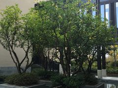 -上海崇明金茂凯悦酒店