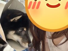 -柴务处·柴犬主题狗咖