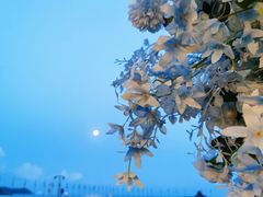 -大梅沙游艇度假酒店