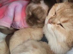 -瞄一喵猫咖(格力海岸店)