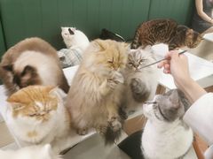 -安格丽娜·狗咖·猫咖羊驼咖(春熙路百盛商场店)