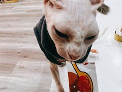 -BABIT巴比特宠物(MOMOPARK店)