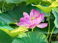 -莲花池公园