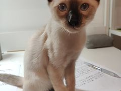 -瑞派福兴宠物医院犬猫全科·骨科·中西医结合(河东店)