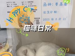 -唐小姐の私宠·宠物洗护美容·撸猫馆·购宠(周浦万达旗舰店)