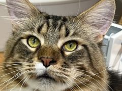 -COLOR PETS 撸猫馆·购猫·猫咖(长风大悦城店)