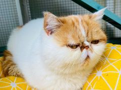 -喵屿·大理花园猫咖