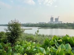 -华侨城湿地公园