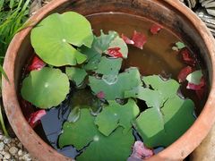 -小仙居·农家宴烤羊· 农庄