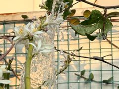 -麦当劳(世贸店)