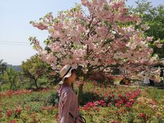 -绵阳盛世樱花悠乐谷
