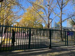 -三里屯东五街银杏大道