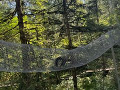 -五营红松林海景区