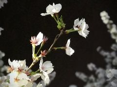 -武汉大学-樱园