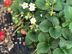 -星巴克(保定华创广场店)