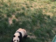 -原山国家森林公园