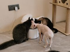 -猫力发电所·宠物专门店