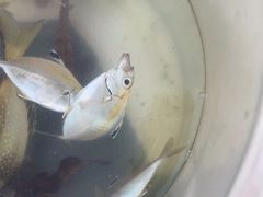 -小猫钓鱼海钓俱乐部(椰梦长廊店)