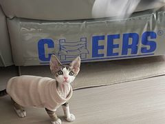 -Bastet sally猫舍购宠(静安店)