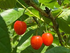 -樱桃山旅游景区