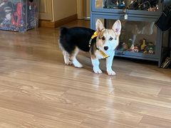 -翊宠yipet猫狗购宠庄园犬舍•猫舍