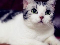 iphone_upload_pic-Bastet sally猫舍购宠(静安店)