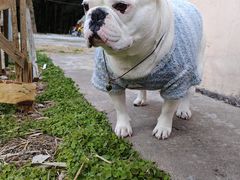 -清真·金宏兴鸭子店(明瓦廊店)