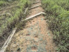 -黄埔油麻山森林公园