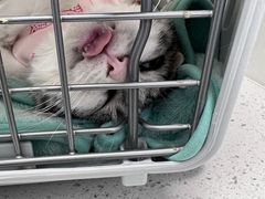 -纳吉亚猫专科动物诊疗中心(蒋宅口分院)