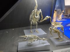 -贝林大翅鲸简餐厅(国家海洋博物馆店)