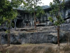 -清迈夜间动物园