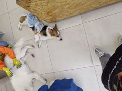 -怪兽屋·羊驼·猫咖·狗咖(俊华广场店)