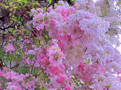 -深圳国际园林花卉博览园