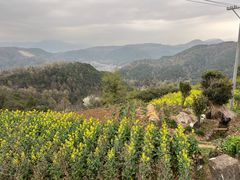 -桑洲油菜花景区