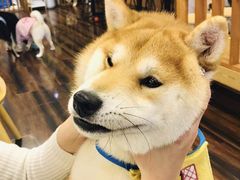 -豆柴町-柴犬主题狗咖(红鼎国际C座店)