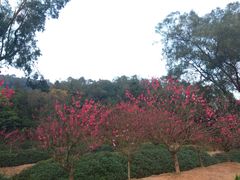 -南国桃园旅游度假区