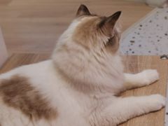 -Umiao与猫咖啡 猫咖