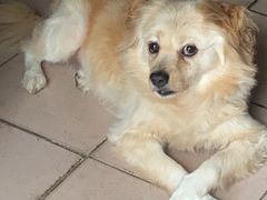 -纳吉亚猫专科动物诊疗中心(蒋宅口分院)