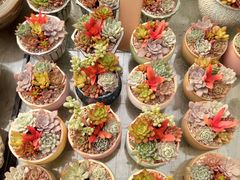 -龙大花卉苗木市场