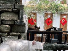 -喵屿·大理花园猫咖