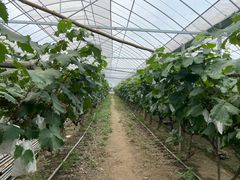 -马陆小张葡萄园农家乐