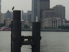 -黄浦江游览快线(金陵东路码头)