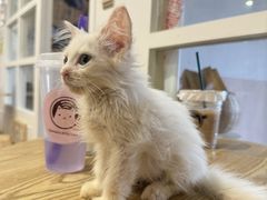 -楼上猫咖(罗湖店)